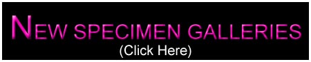new_new specimen logo b.jpg